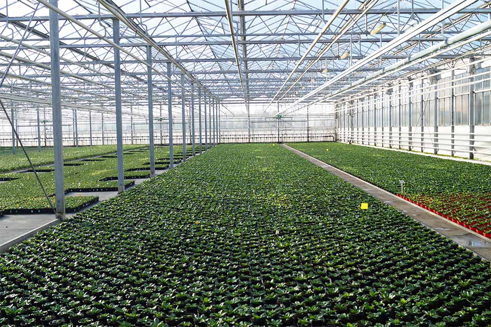 Blick in eines unserer Gewchshuser